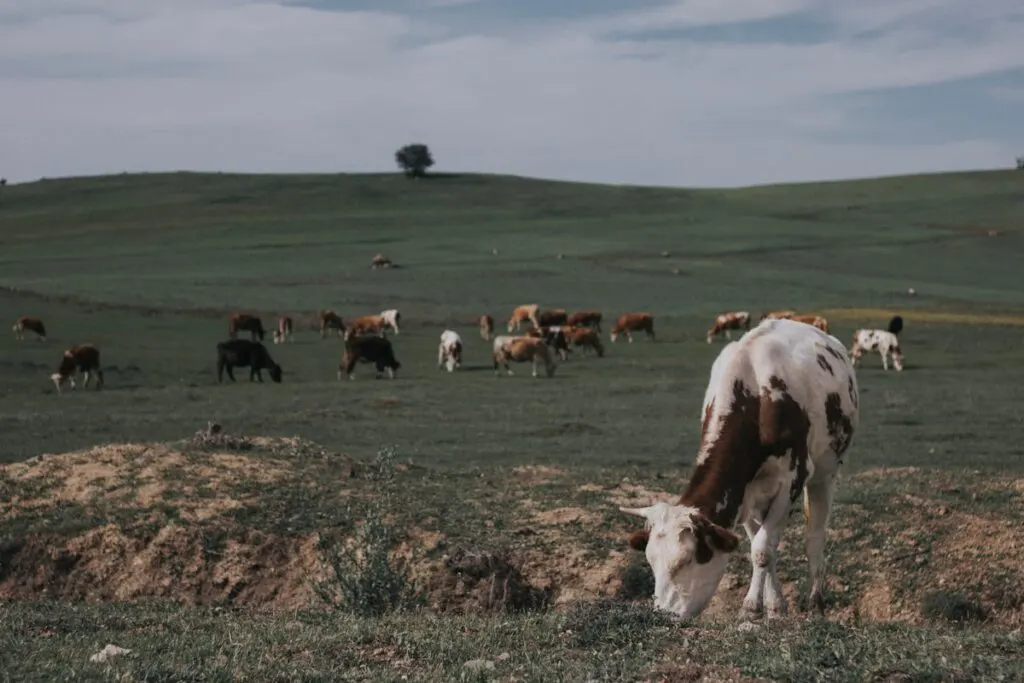 C&oacute;mo Elegir Predios para Ganader&iacute;a: Factores Clave de Suelo, Agua y Ubicaci&oacute;n